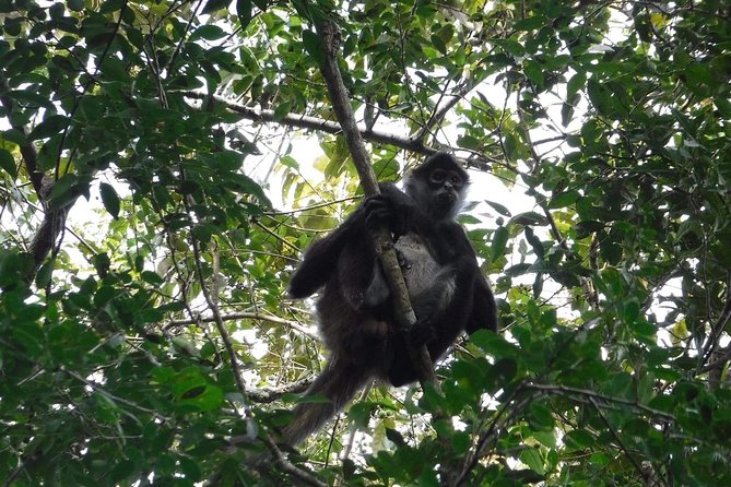 Wild Monkey Tour (Private, Half Day) - Rain, Heat, and Gear: Your 4 Hour Jungle Reality Check
