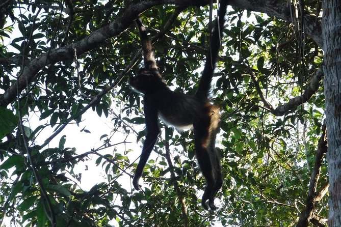 Wild Monkey Tour (Private, Half Day) - How to Think About the Price and What You Actually Get