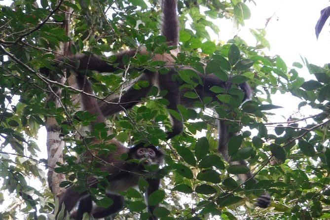 Wild Monkey Tour (Private, Half Day) - Should You Book the Wild Monkey Tour in Tulum?