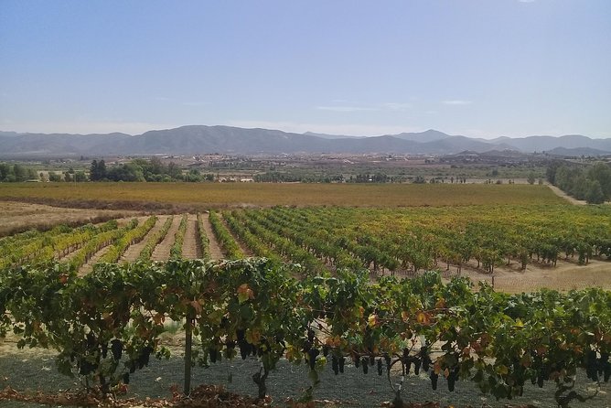 wine tours and driver service through valle de guadalupe, Ensenada B.C. Mexico - Key points before you go
