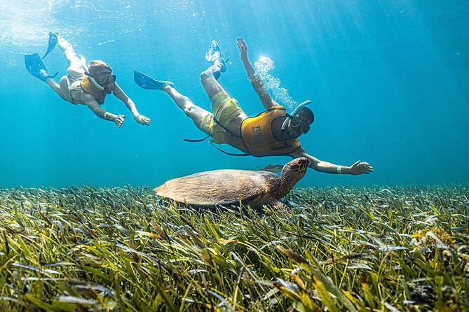 With Turtles, Shipwreck, Cenote, and Reef and Transport Included - Shipwreck, Sea Turtles, and Underwater Museum-Style Sights
