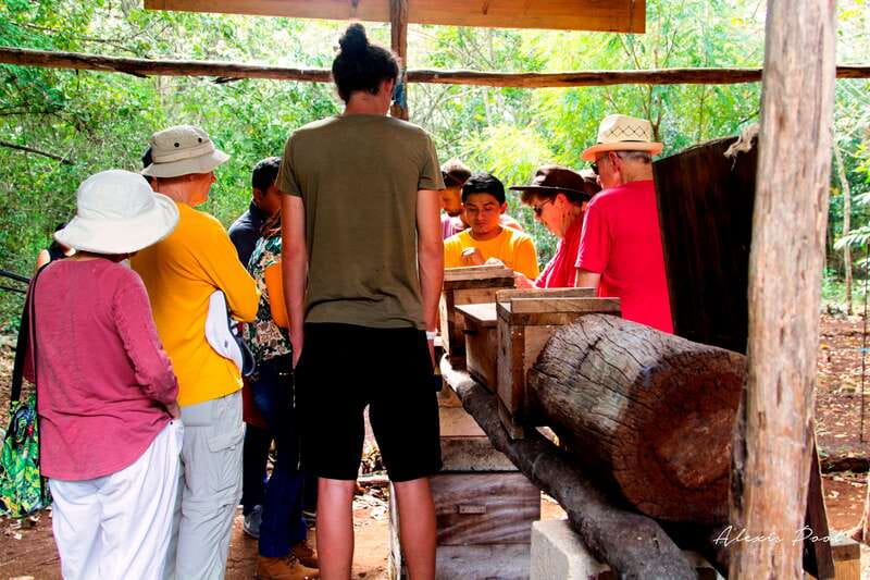 Xkopek, Mayan Bees Tour and Honey Tasting in Valladolid - Key highlights you will remember