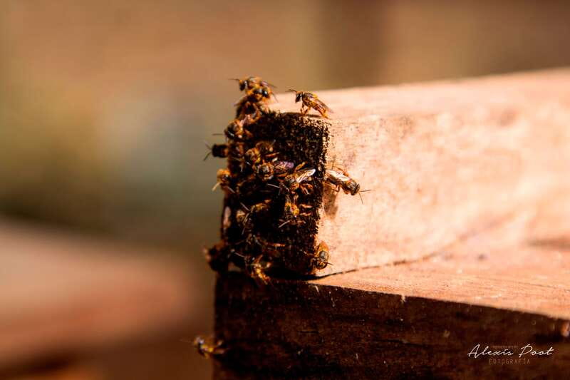 Xkopek, Mayan Bees Tour and Honey Tasting in Valladolid - Walking in Valladolid’s bee park, then dropping into a dry cenote