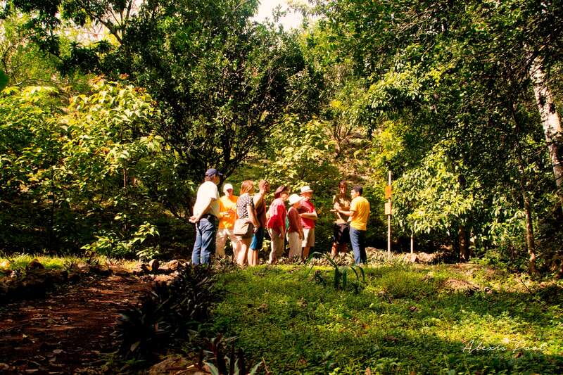 Xkopek, Mayan Bees Tour and Honey Tasting in Valladolid - The jungle plant walk: learning the ingredients behind honey