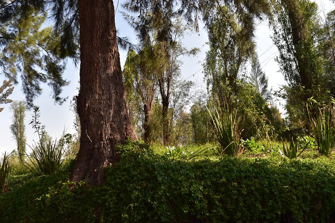 Xochimilco & Coyoacán Private Tour: Canals, Markets & Local Food - How the day runs: timing, transport, and the private pacing advantage