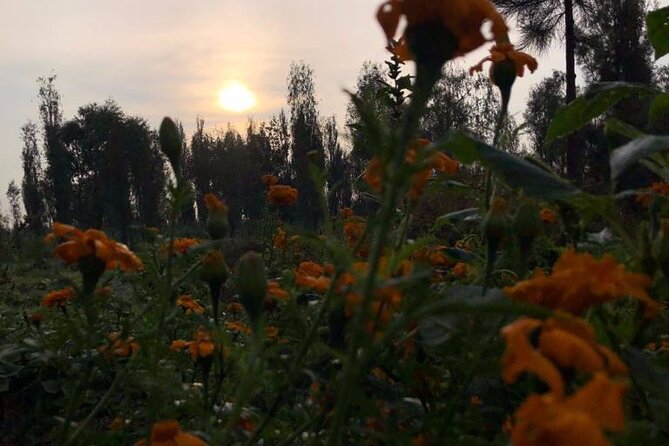 Xochimilco Sunrise from Mexico - Organic Orchard Lessons and the World Heritage Connection