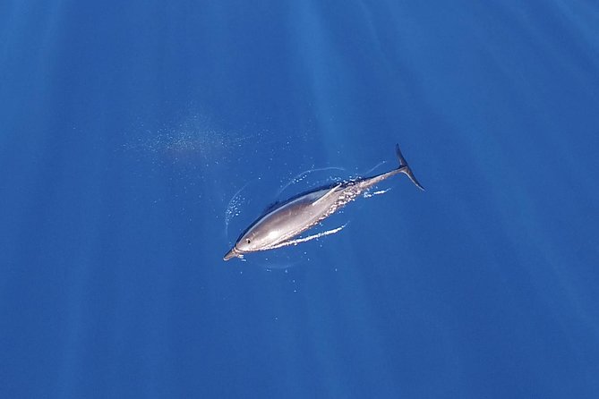 ZODIAC Whale Watch Tour | Cabo San Lucas | Biologist | FREE Pics - Small-group Zodiac and biologist-led style in Cabo