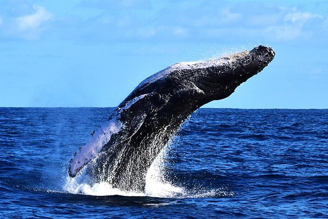 ZODIAC Whale Watch Tour | Cabo San Lucas | Biologist | FREE Pics - Where the whales usually show up, and what species you can hope for