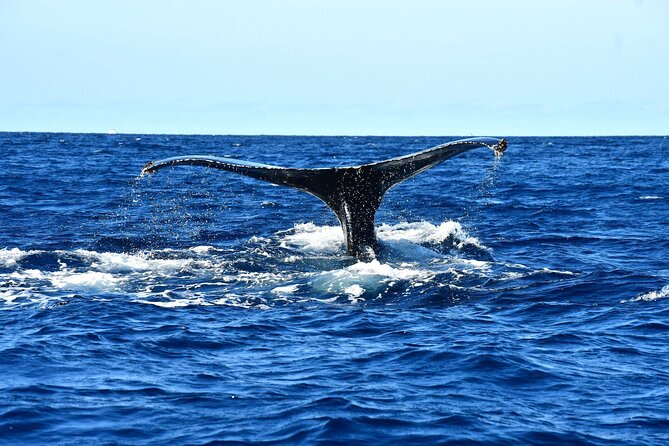 ZODIAC Whale Watch Tour | Cabo San Lucas | Biologist | FREE Pics - Hydrophone, free photos, and keeping your phone in your pocket