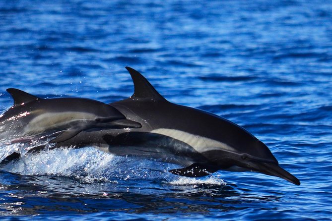 ZODIAC Whale Watch Tour | Cabo San Lucas | Biologist | FREE Pics - How the 2.5 hours usually feels on the water