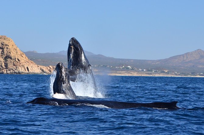 ZODIAC Whale Watch Tour | Cabo San Lucas | Biologist | FREE Pics - Who should book, and who may want another option