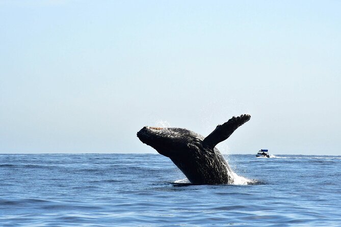 ZODIAC Whale Watch Tour | Cabo San Lucas | Biologist | FREE Pics - Marine biologists and the rules behind responsible viewing